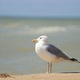 Seagull Stands On The Sand  - VideoHive Item for Sale