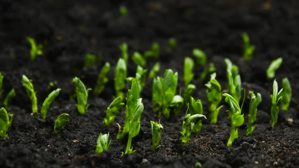 Growing Plants in Timelapse, Sprouts Germination Newborn Plant