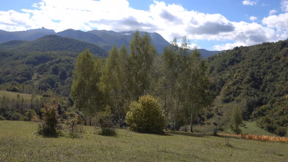 Mountain Trees