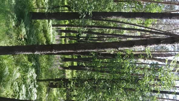 Vertical Video Aerial View Inside a Green Forest with Trees in Summer