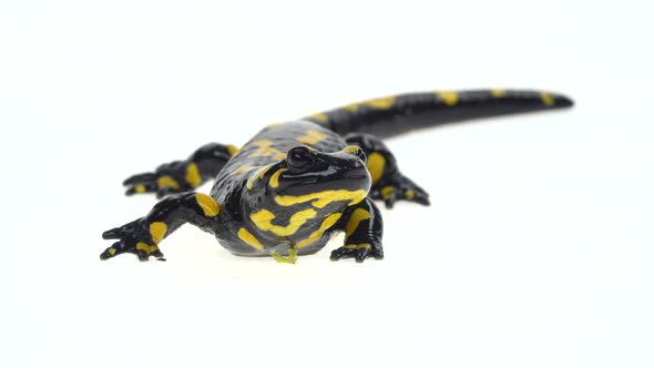 Salamandra Maculosa in White Background