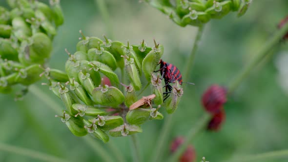 Pyrrhocoris apterus Fire Bugs resting on green flower in wilderness,close up 4K - prores high qualit
