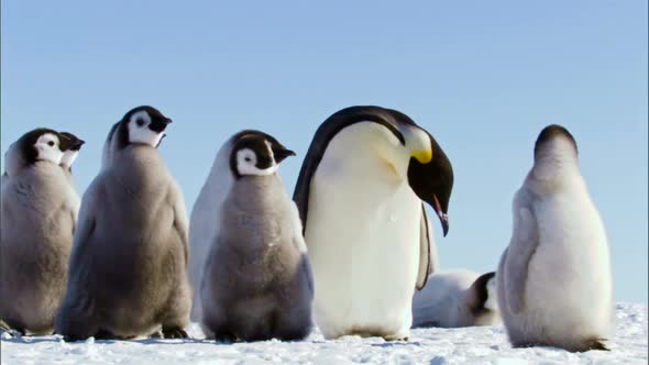 Family of emperor penguins