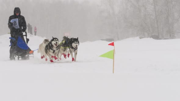 Team of Husky Sled Dogs with Dog-driver