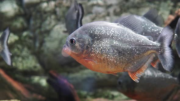 Piranha (Serrasalmus Nattereri)