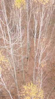 Vertical Video of a Beautiful Forest in the Afternoon Aerial View