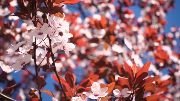 Pink Blooming Cherry Tree