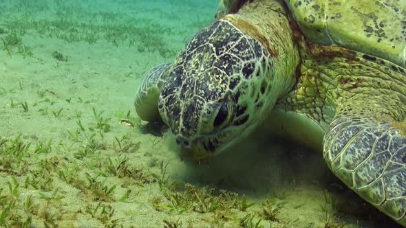 Green Sea Turtle (Chelonia mydas) picking on sea grass close up