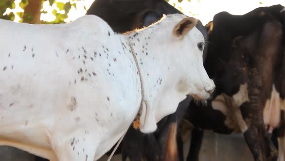 Young white calf at a dairy farm. Newborn baby cow footage