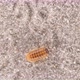 Isopoda Porcellio Laevis, family Porcellionidae, is a cosmopolitan - VideoHive Item for Sale