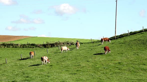 Cows on a meadow