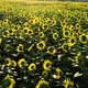Aerial view of sunflower field. Infinite field full of yellow sunflowers in sunny summer day - VideoHive Item for Sale