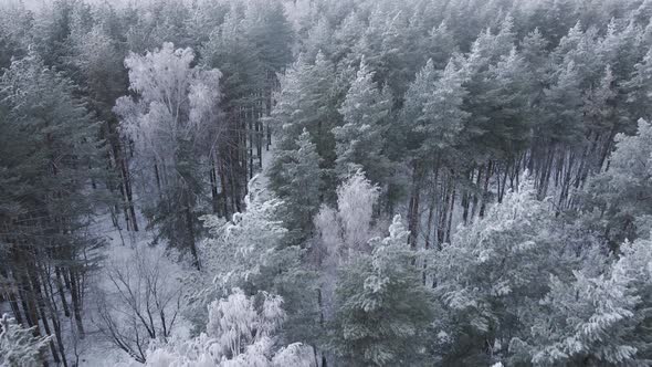 Tall Trees In Winter