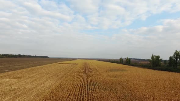 Nature Background. Aerial Shot. Field Corn