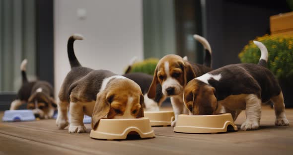 Late Dinner at the Mischievous and Hungry Beagle Puppies