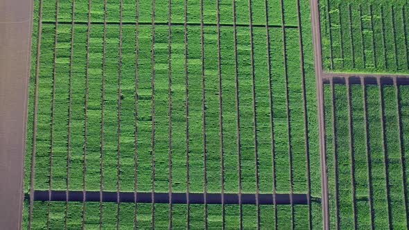 Agriculture Food Production Plantation From Up Above