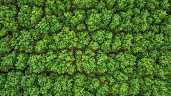 4K Aerial view over a rubber tree. rubber plantation. Drone view of Nature Background