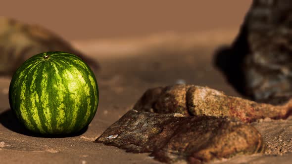 Big and Juicy Watermelon on the Beach Sand