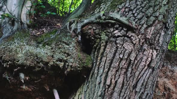 Exposed Tree Roots in Natural Loess Ravine