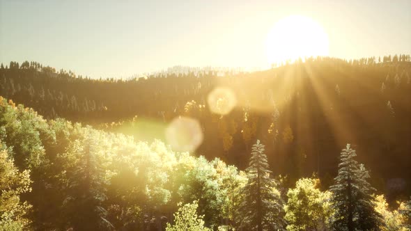 Rays of the Sun Make Their Way Through the Branches