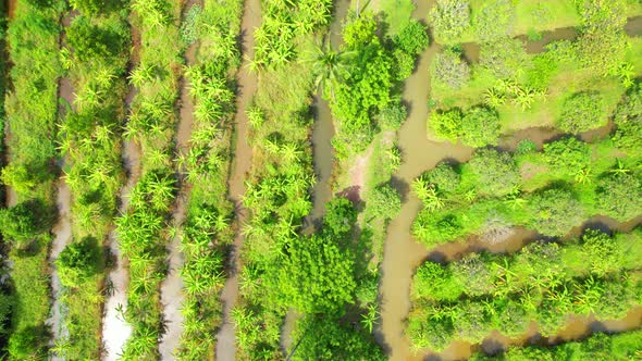 An aerial view over banana and durian plantations