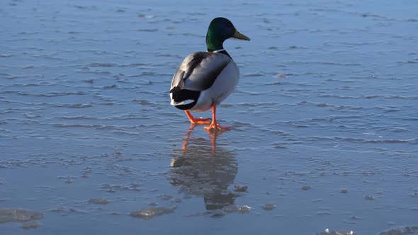 Duck Walking on Ice