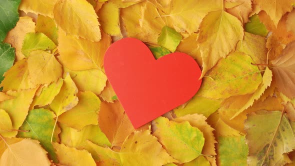 The red heart symbol rotates on a background of autumn leaves, top view