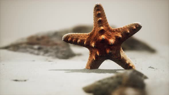 Red Starfish on Ocean Beach with Golden Sand