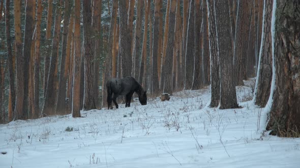 Black Horse Grazing in Winter Snowy Woods