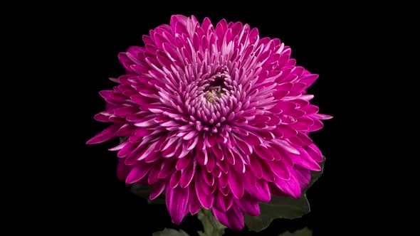 Beautiful Purple Chrysanthemum Flower Opening