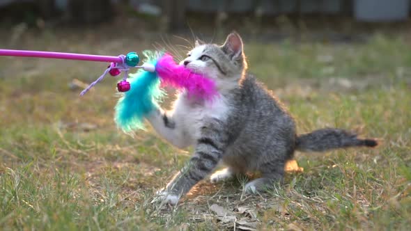 Cute kitten playing feather toy in the garden slow motion