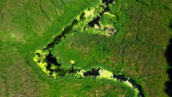 Top view of blooming algae on spring river, Poland