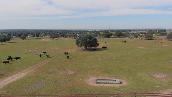 Holm Oak and bulls on a farm, drone shoots