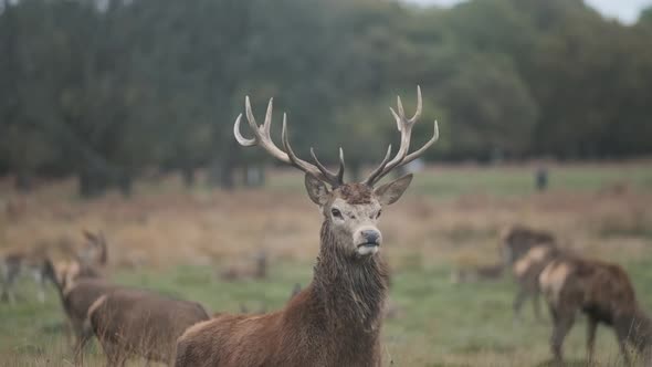 Proud Red deer antler stag standing in field autumn slow motion