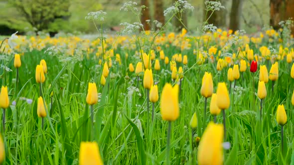 Yellow Tulips In Flower Field