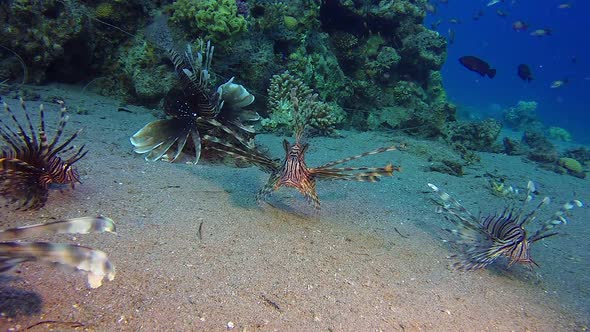 School of Lion-Fish