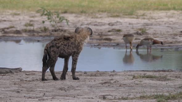 Spotted hyena walking around a pond