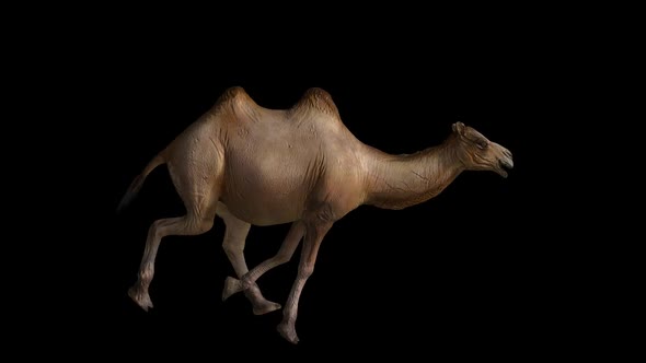 Camel Run