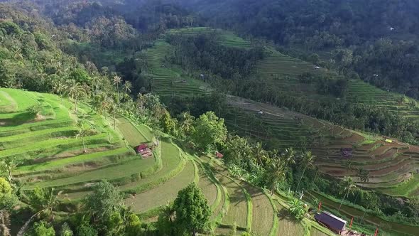 Aerial Video Above Rice Terraces