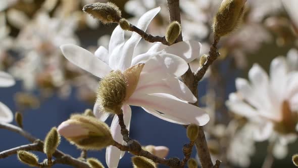 White blooming Magnolia tree. Close up of magnolia blossoms in the spring season.