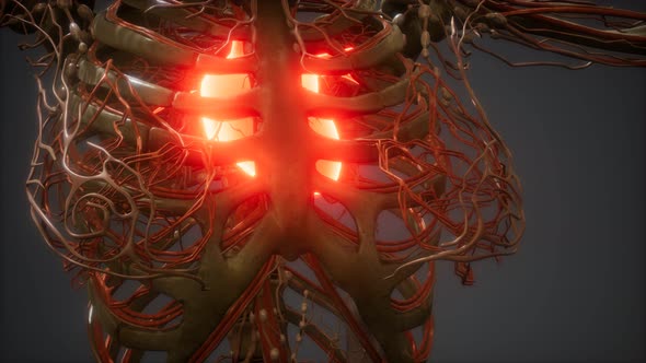CG Animation Of A Sick Human Heart alt
