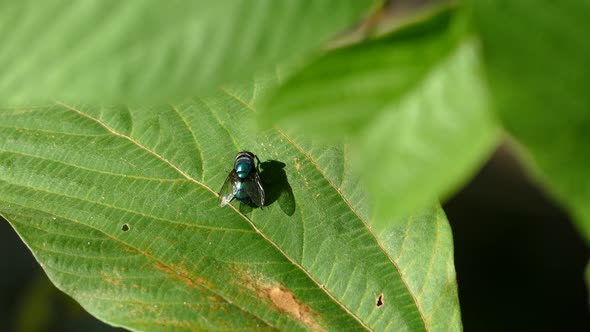 Fly on a green leaf in the Philippines