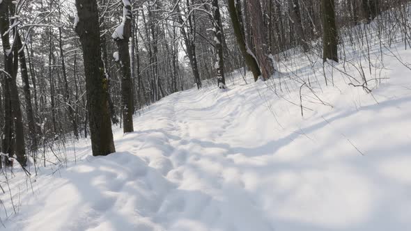 Walking through the forest POV 3840X2160 UHD video - Trekking on snow by winter 4K 2160p 30fps Ultra