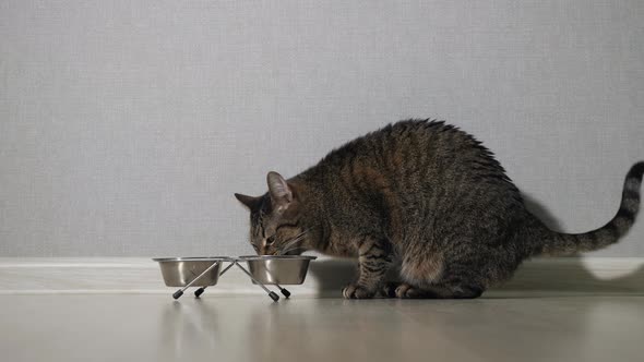 Cat Eating Food From Bowl