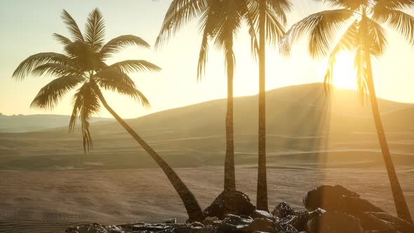 Palms in Desert at Sunset