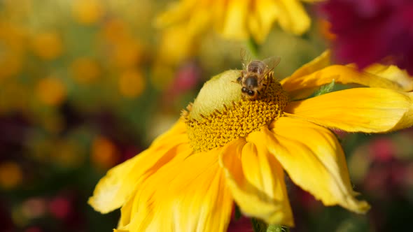 Rudbeckia hirta also known as  Irish Spring flower and bee on pistil 4K 3840X2160 UltraHD footage - 