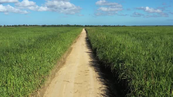 Sugar Cane Fileds Plantation at Caribbean Countryside Agriculture Concept