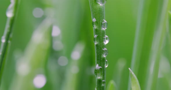 Green Grass Closeup Super Macro Shooting