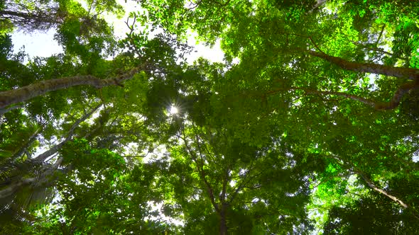 Nature video big tree in a fertile forest and the sunlight shines through the leaves