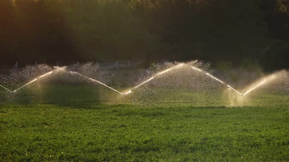 Irrigation Water Is Spraying Green Field.